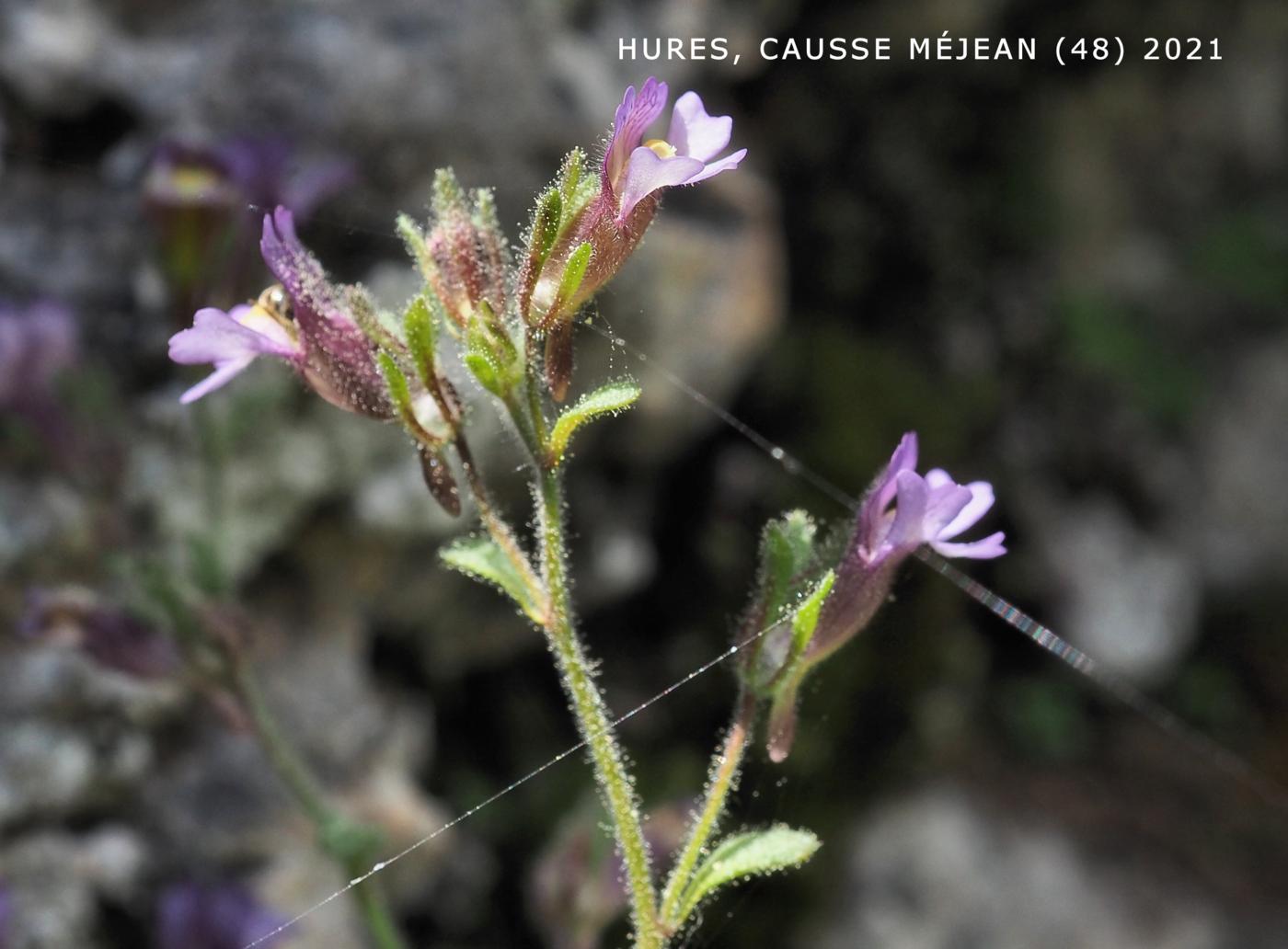 Toadflax, (Marjoram-leaved) flower